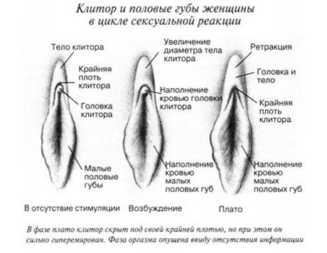 Clitoris under samleje