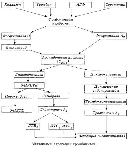 Den indledende fase af hæmokoagulering og mekanismen for lokal hæmokoagulationshomeostase