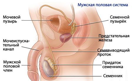 Anatomi og fysiologi af det mandlige reproduktive system