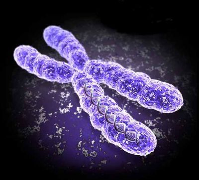 Årsagen til migræne er mutationen af X-kromosomet