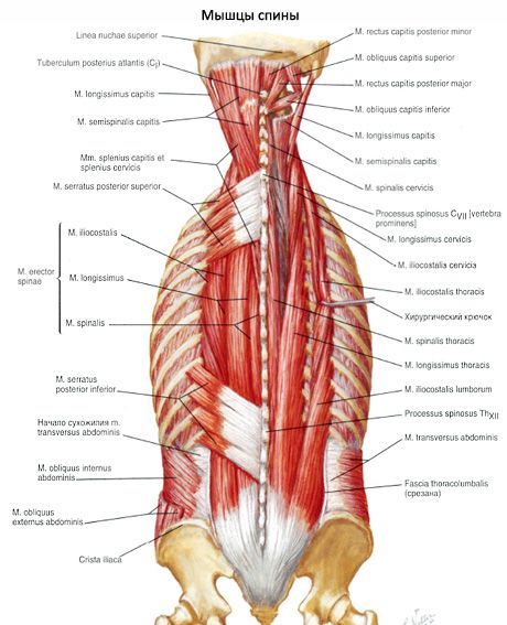 Muskler i ryggen