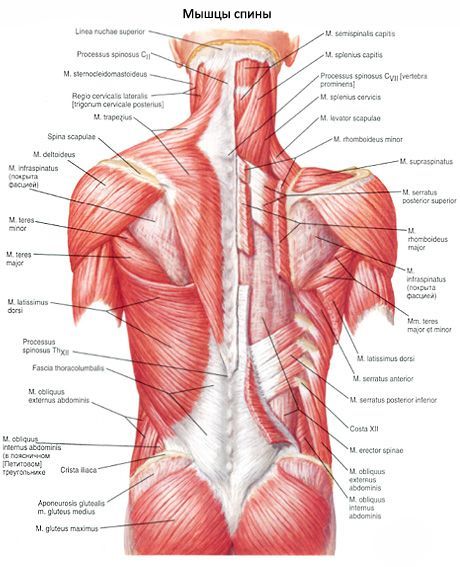 Muskler i ryggen