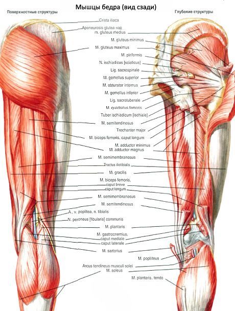 Bækkenets muskler (bækkenbundens muskler)