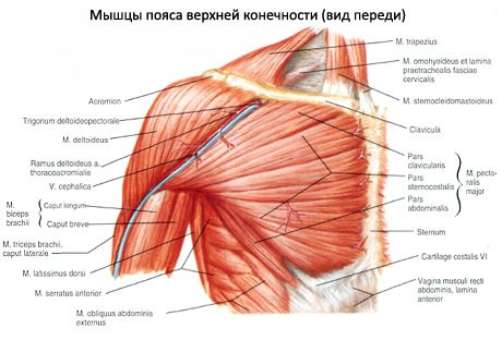 Muskler i skulderbæltet