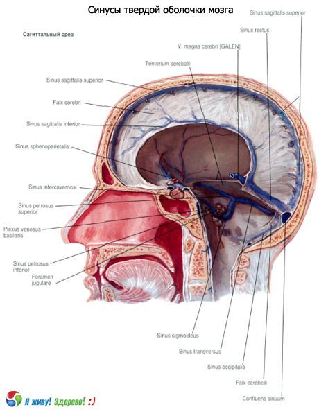 Bihuler (bihuler) af hjernens solide membran