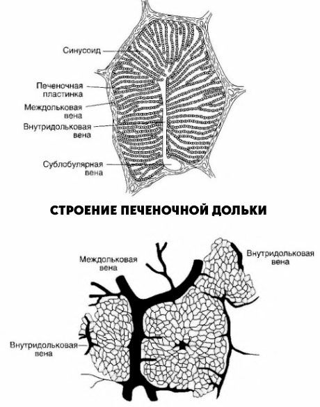 Struktur af den hepatiske lobe