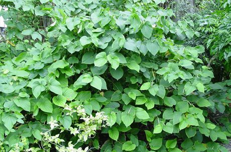 Cava produceres fra roden af bushen (Piper methysticum)