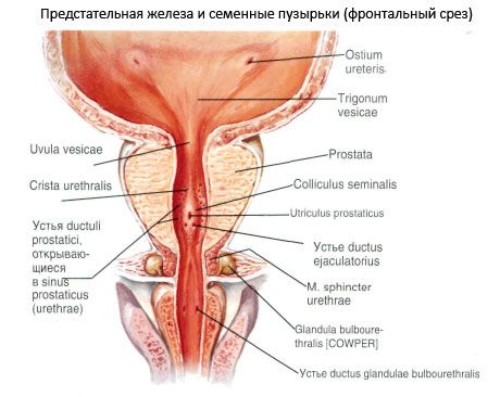 Prostata (prostatakirtlen)