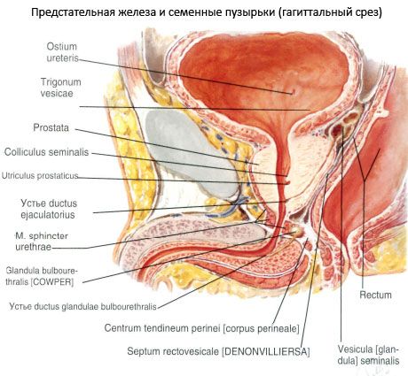 Prostata (prostatakirtlen)