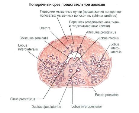 Struktur af prostata