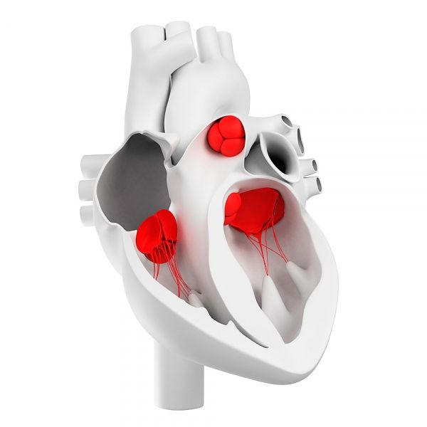 Hjerteventiler og deres morfologiske struktur