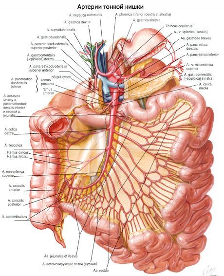 Arterier i tyndtarmen