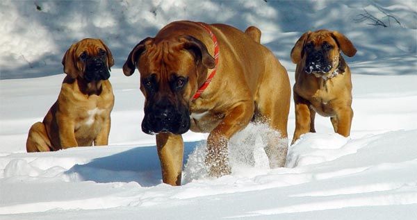 Sydafrikansk mastiff eller boerboel