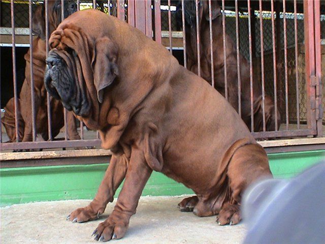 Koreanske mastiff