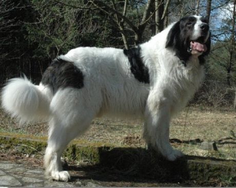 Pyrenæne Mastiff