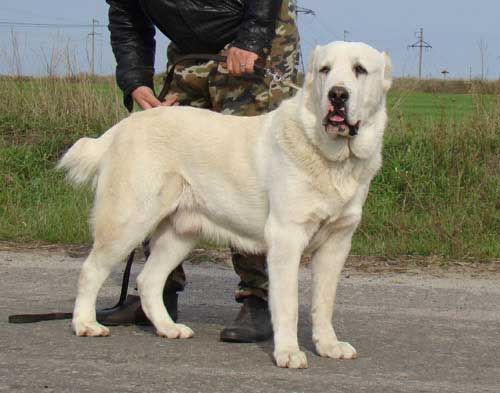 Centralasiatiske Shepherd Dog