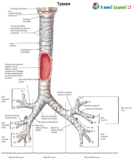 Luftrøret.  Tracheas struktur