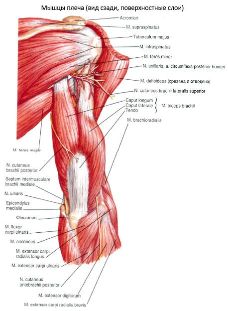 Triceps brachialis muskel (triceps pecula)
