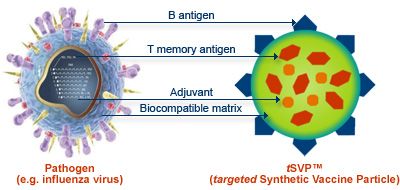 En kompleks syntetisk vaccine baseret på DNA molekyler