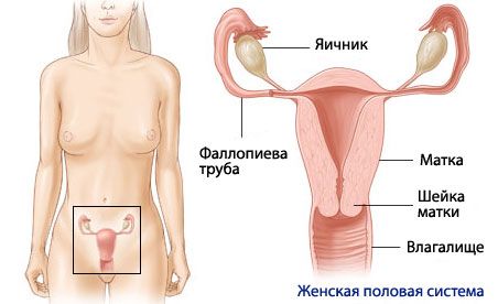Anatomi og fysiologi af det kvindelige reproduktive system