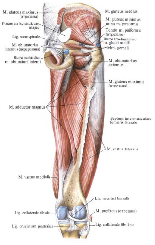 Gluteus muskler (lille gluteus muskel)