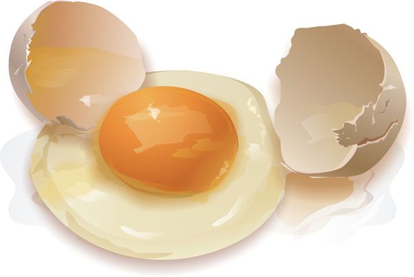 virkningen af æg kost