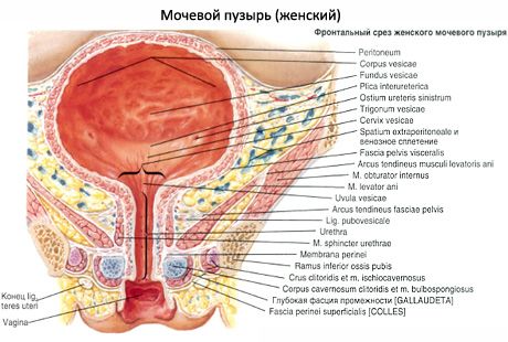 Kvinde urinrør, kvindelig urinrør