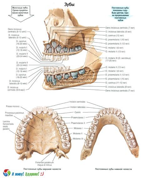 Tænder.  Tandens struktur
